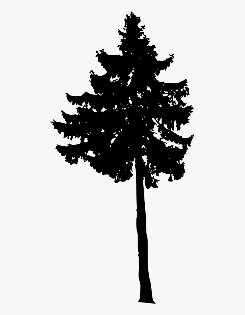 White Pine, HD Png Download, Free Download