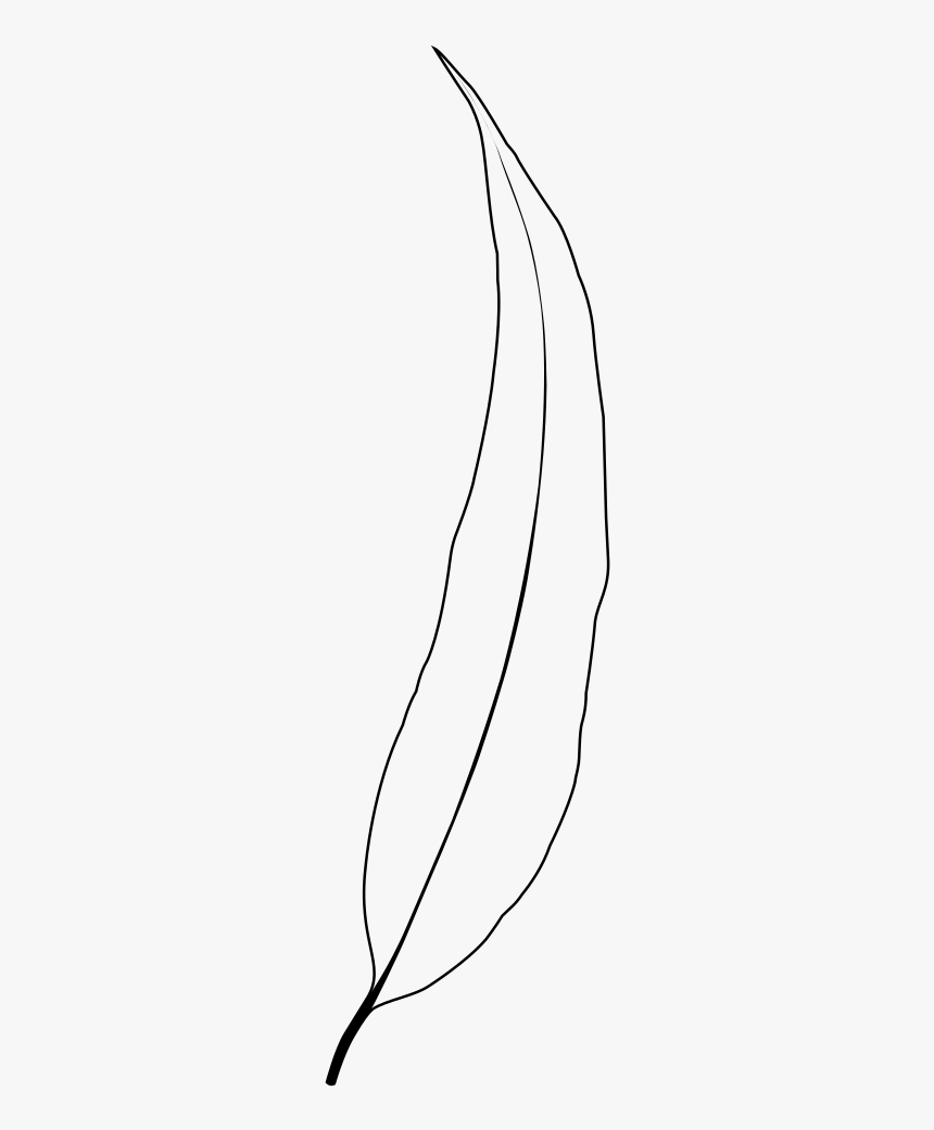 Gum Drawing Leaf - Eucalyptus Leaf Black And White, HD Png Download, Free Download