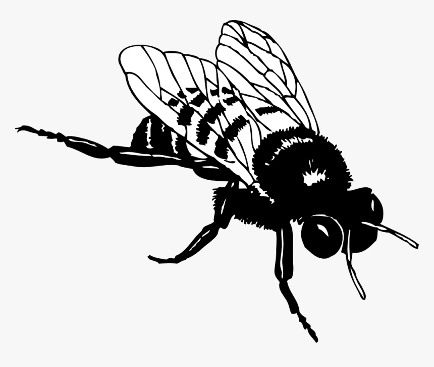 Bumble Bee Clip Art Download - Realistic Bee Clip Art Black And White, HD Png Download, Free Download