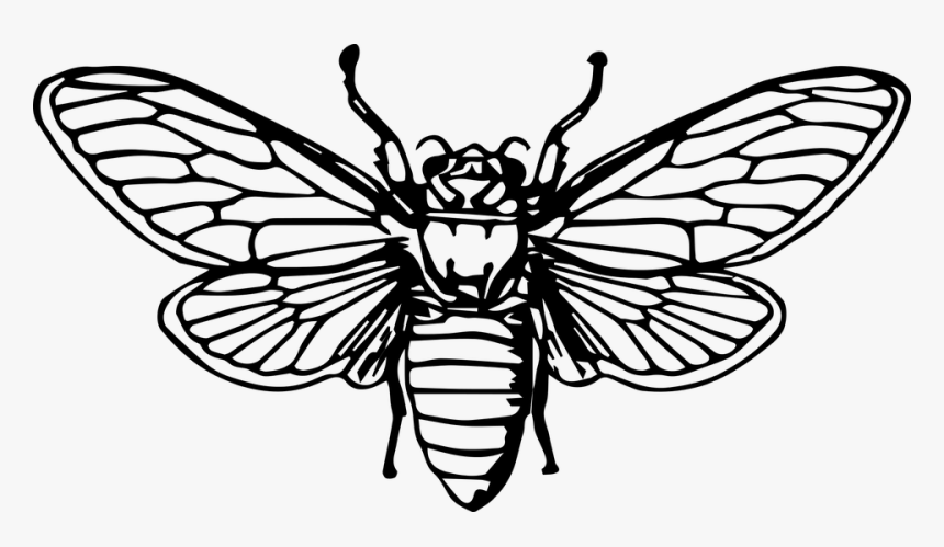 Bee, Honeybee, Insect, Animal - Death Head Moth Clipart, HD Png Download, Free Download