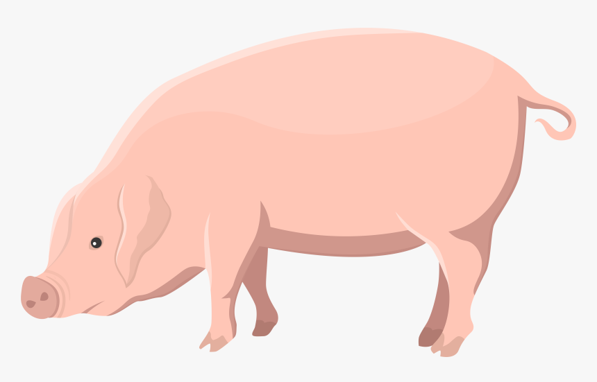 Transparent Pig Outline Png - Domestic Pig, Png Download, Free Download