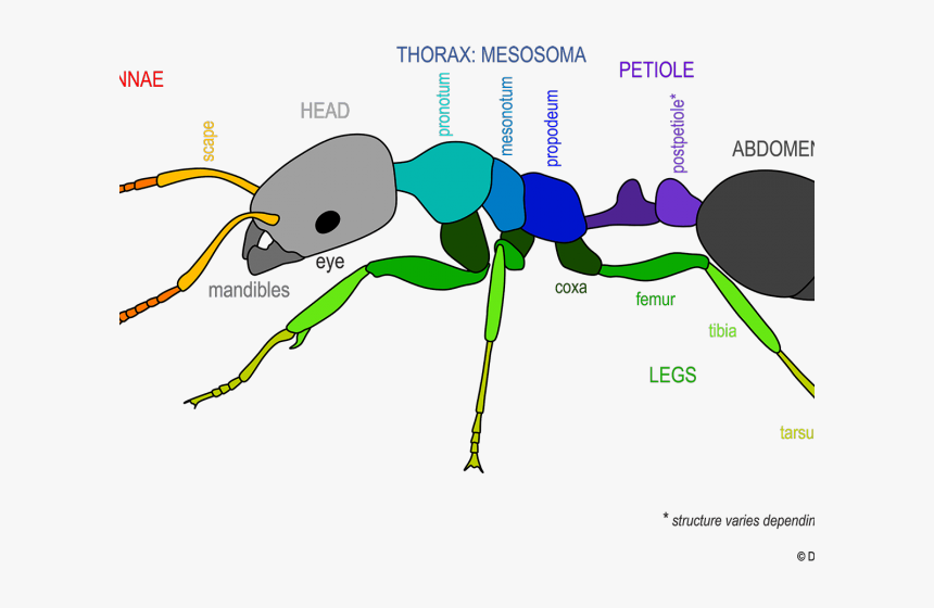 Ant Clipart Colorful - Ants Petiolus, HD Png Download, Free Download