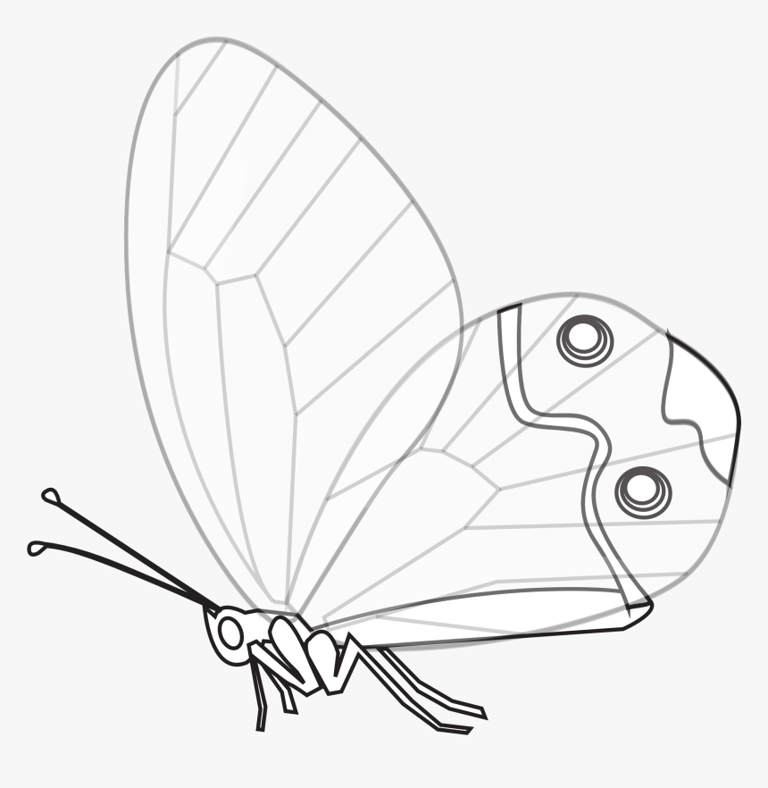 Butterfly, HD Png Download, Free Download