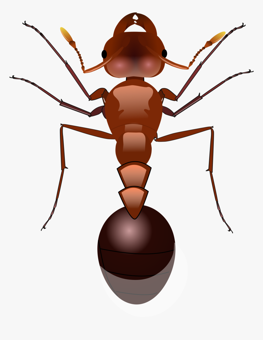 Insect Clipart Fire Ant - Ants Png, Transparent Png, Free Download