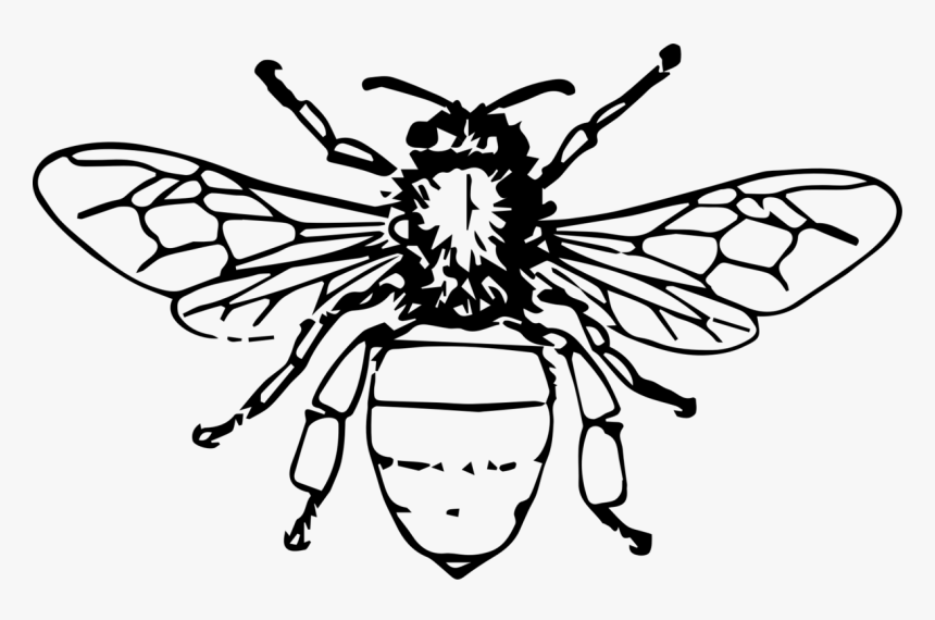 Honey Bee Limited-Edition Print