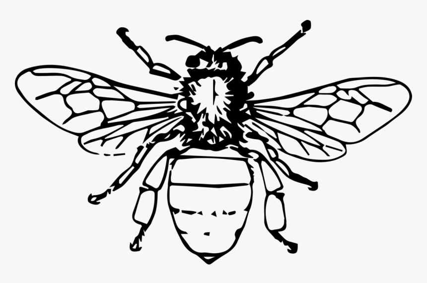 Clip Art Honey Bee Drawing - Honey Bee Drawing Png, Transparent Png, Free Download