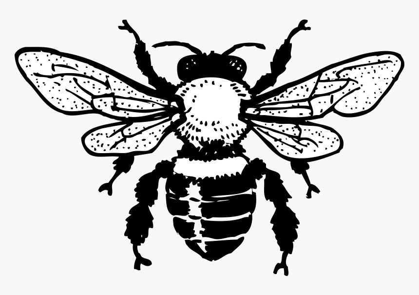 Clipart Bee Honey Bee - Free Bee Clipart Black And White, HD Png Download, Free Download