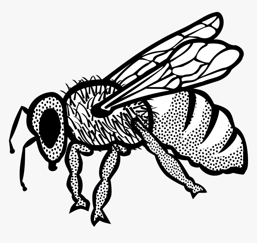 Bee - Honey Bee Drawing With Colour, HD Png Download, Free Download