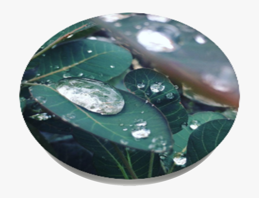 Transparent Water Drop Png - Drop, Png Download, Free Download