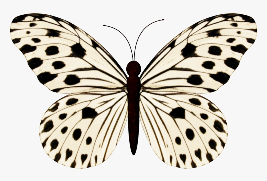 Biology Drawing Butterfly - Black And White Butterfly Names, HD Png Download, Free Download