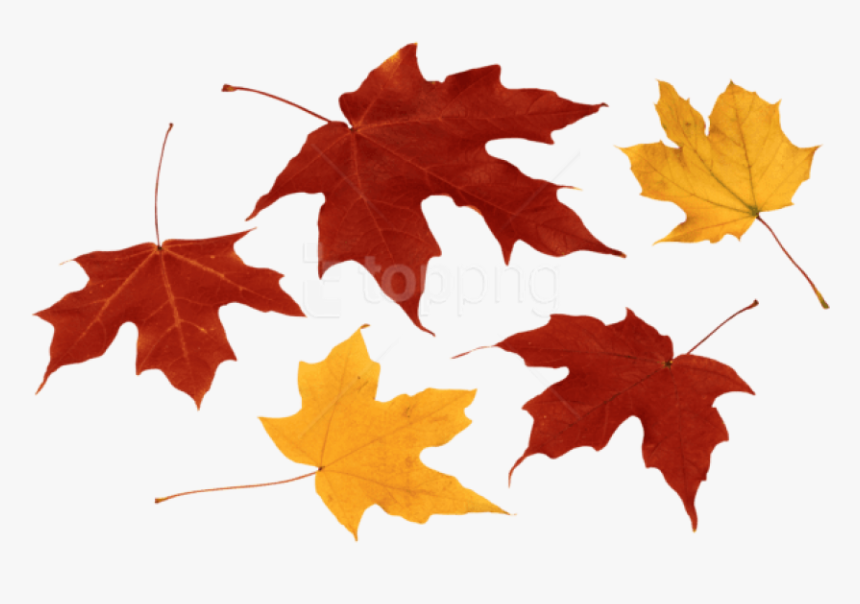 Fall Leaves Clipart Png - Autumn Leaves Png Transparent, Png Download, Free Download