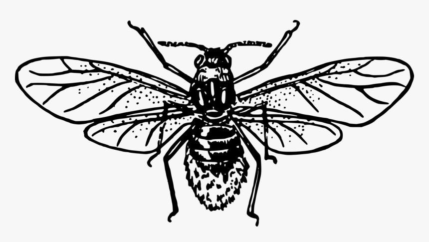 Transparent Bee Outline Png - Honey Bee Drawing Outline, Png Download, Free Download