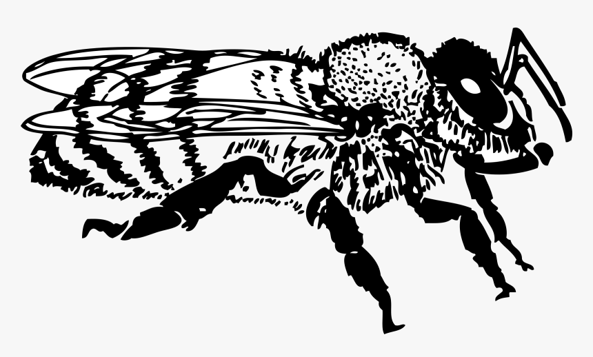 Bee Clip Art Lebah - Black And White Honeybee Clip Art, HD Png Download, Free Download