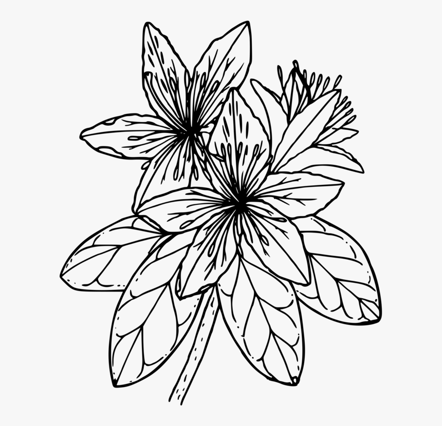 Symmetry,monochrome Photography,petal - Azalea Black And White, HD Png Download, Free Download