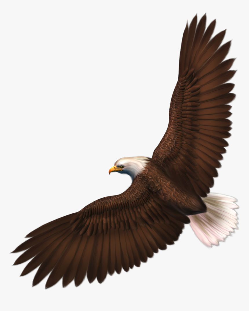 Transparent Eagle Clip Art, HD Png Download, Free Download