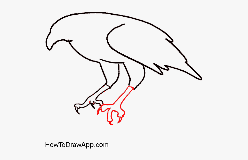 How To Draw An Eagle Step By Step - Eagle, HD Png Download, Free Download