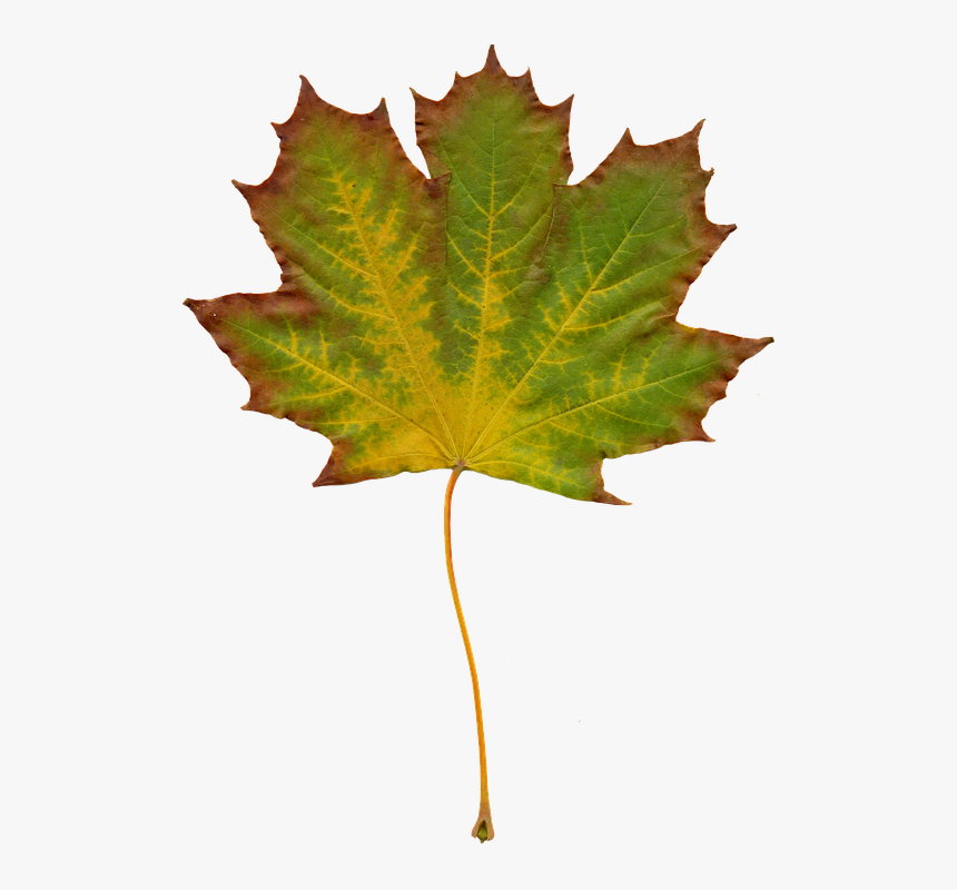 Leaves Nature Autumn - Do Leaves Change Color Worksheet, HD Png Download, Free Download