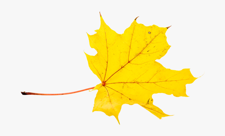 Leaf Cliparts Png Color - Hojas De Otoño Png, Transparent Png, Free Download