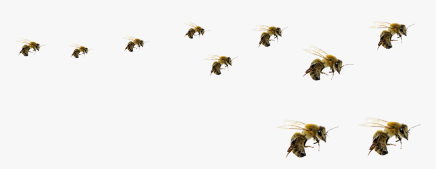 Hd Transparent Background Free - Transparent Background Bees Png, Png Download, Free Download