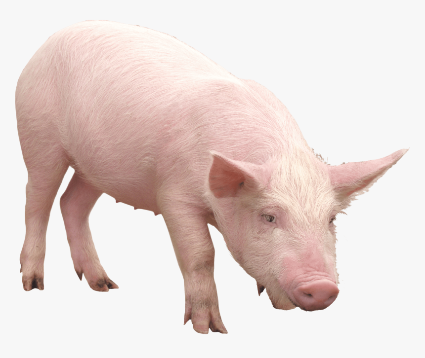 Pink Pig Pictures - Pig Png, Transparent Png, Free Download