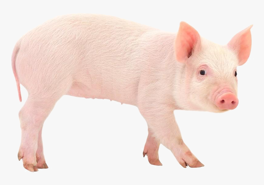 Domestic Pig, HD Png Download, Free Download