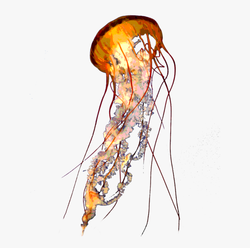 Jellyfish Png Pic - Transparent Jellyfish Png, Png Download, Free Download