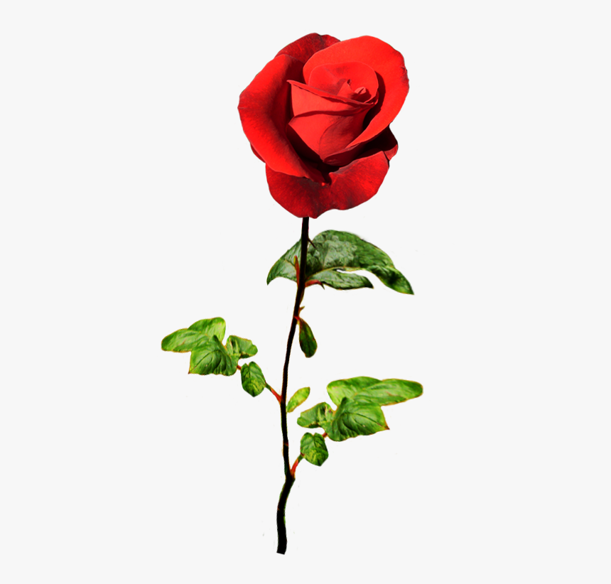 Red Rose For A Valentine Greeting - Valentine Wishes With Roses, HD Png Download, Free Download