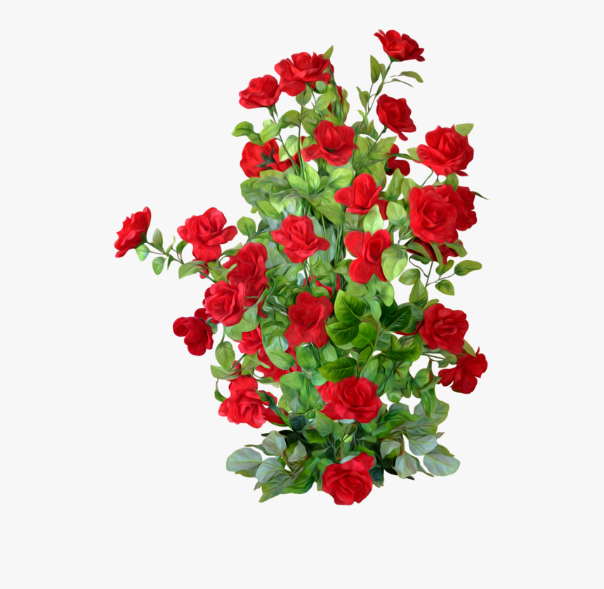 Transparent Clipart Of Roses - Rose Bush Transparent Background, HD Png Download, Free Download