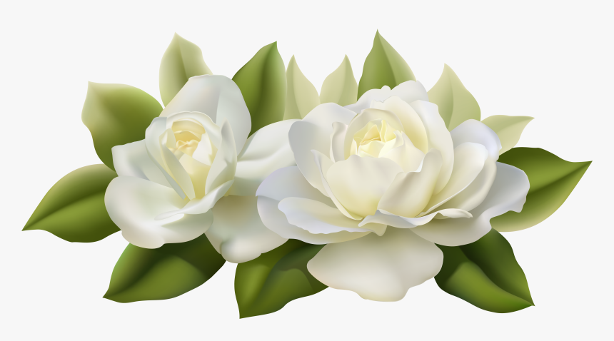 Beautiful White With Leaves - Transparent Background White Rose Png, Png Download, Free Download
