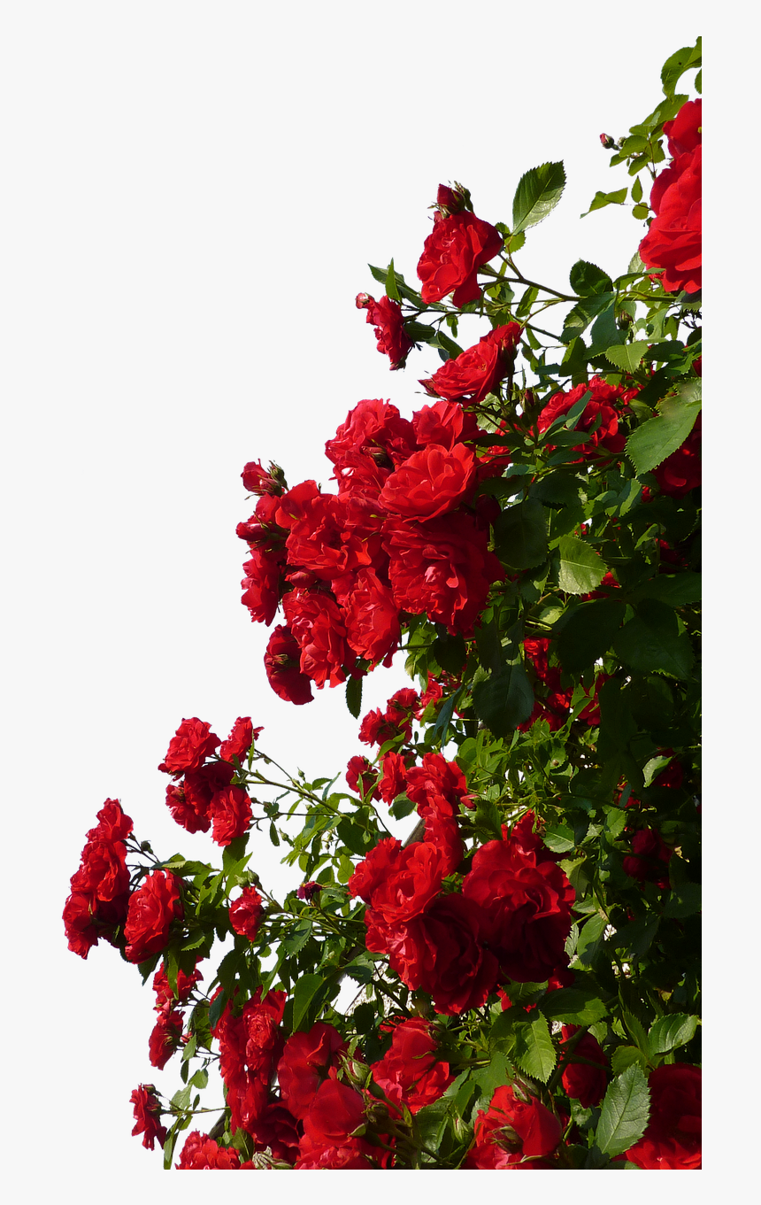 Rosebush, Flowers, Red, Roses - Red Rose Bush Png, Transparent Png, Free Download