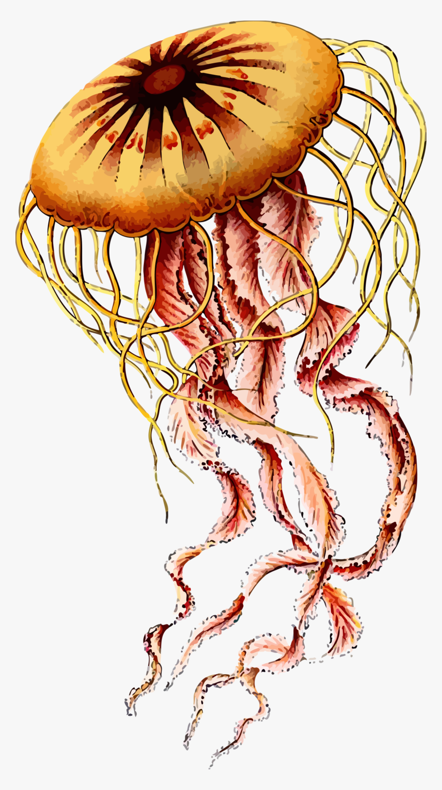 Transparent Clipart Of Jellyfish - Jellyfish Ernst Haeckel Art, HD Png Download, Free Download