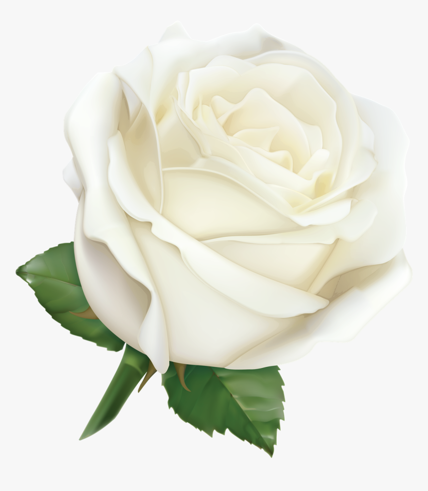 White Rose Png Hybrid Tea Rose Leaf - White Rose, Transparent Png, Free Download