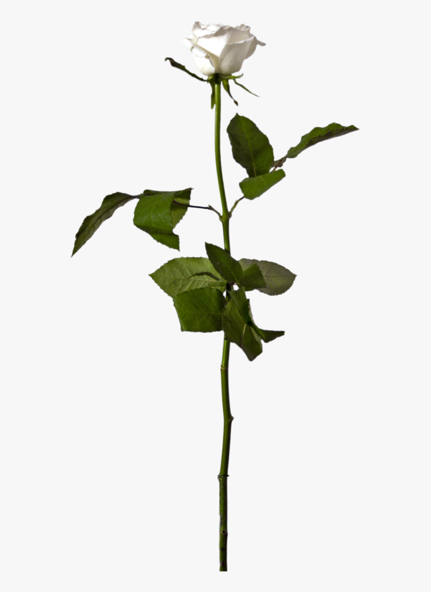 White Rose Stem Png, Transparent Png, Free Download
