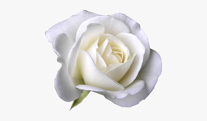 White Rose Mother's Day, HD Png Download, Free Download