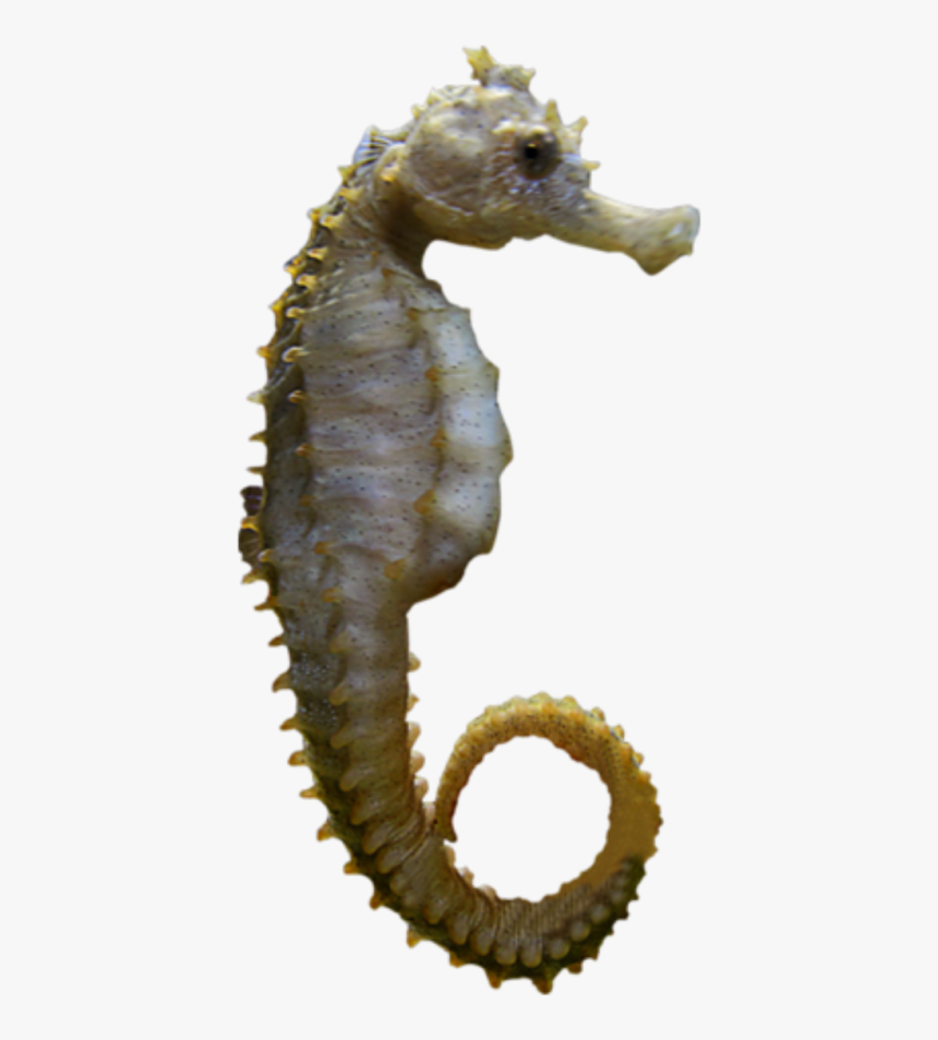 Seahorse Png, Transparent Png, Free Download