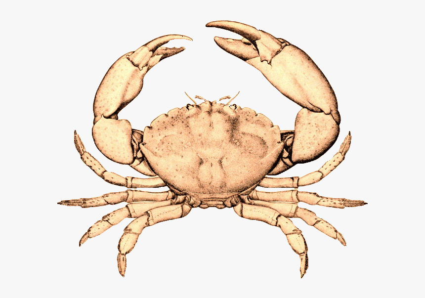 Transparent Crab Claw Png - Blue Crab Black And White, Png Download, Free Download
