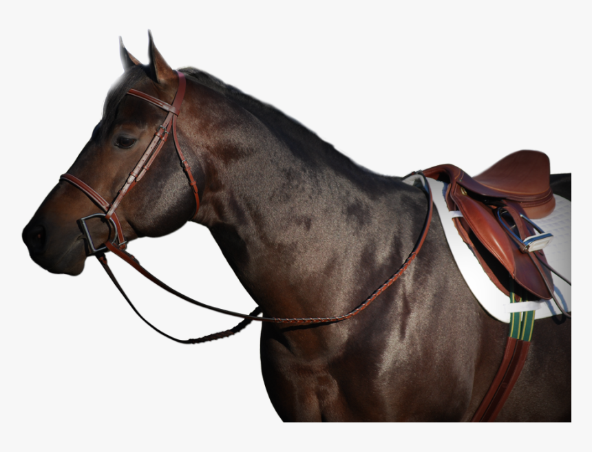 Horse With Reins Png - Horse With Tack Png, Transparent Png, Free Download