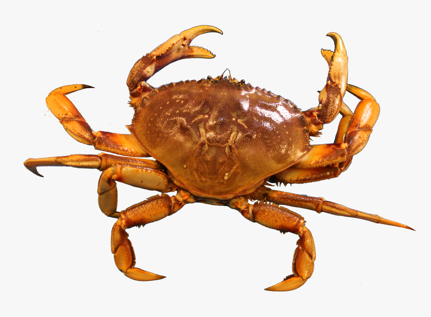 Crab Transparent Png, Png Download, Free Download