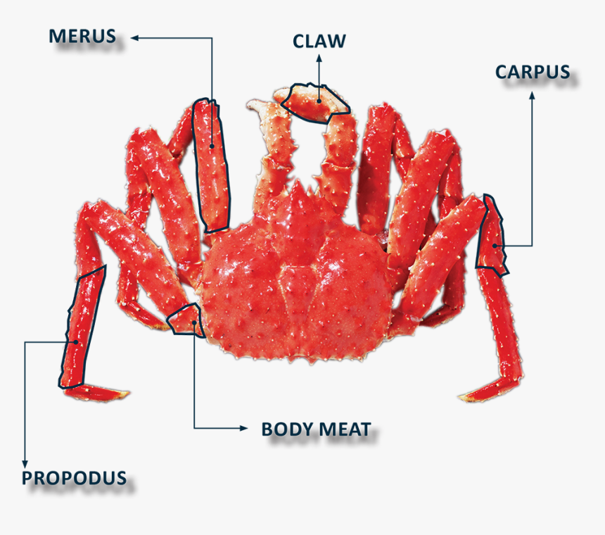 Transparent Crab Claw Png - Carpus King Crab, Png Download, Free Download