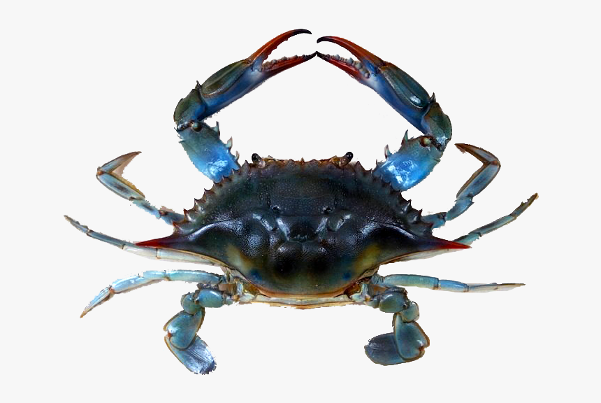 Transparent Crab Claw Png - Jersey Blue Claw Crabs, Png Download, Free Download