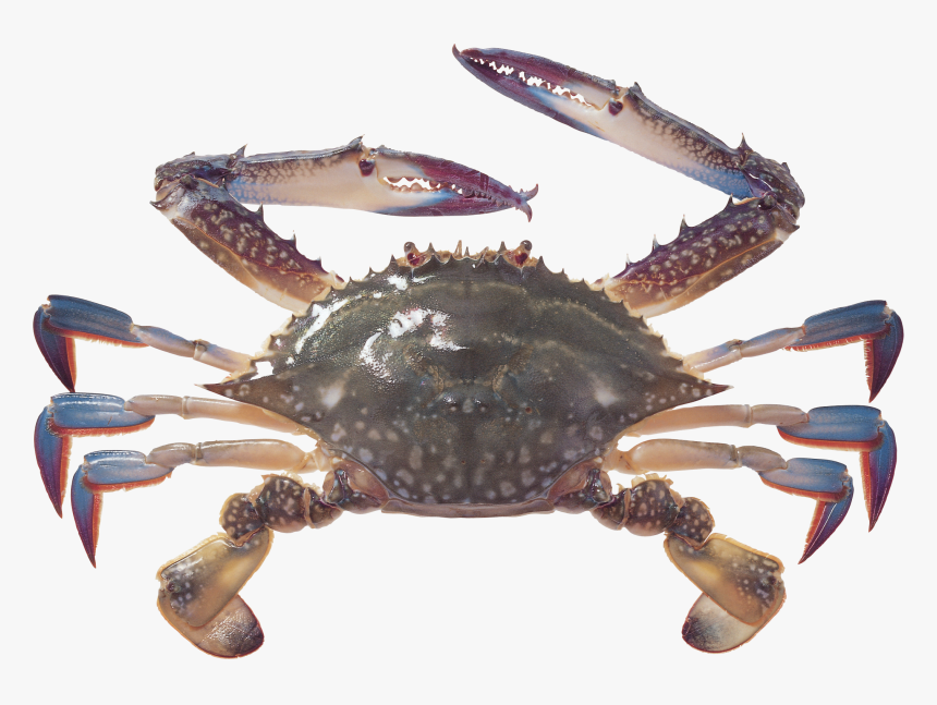 Crab Png - Blue Crab Transparent Background, Png Download, Free Download