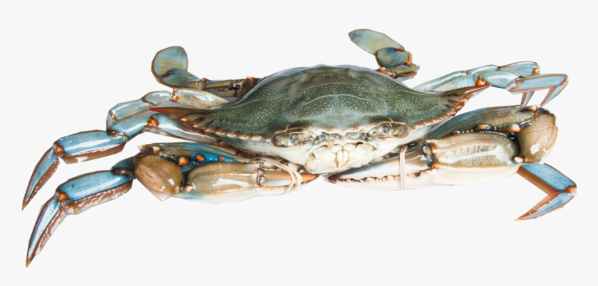 Transparent Crab Claw Png - Blue Crab Png, Png Download, Free Download