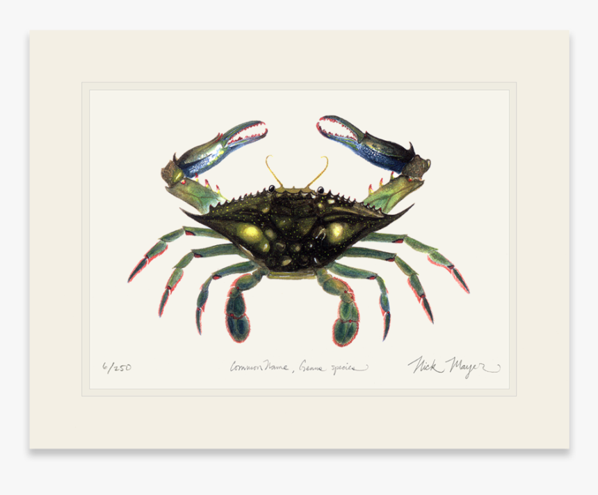 Blue Crab, Claws In - Dungeness Crab, HD Png Download, Free Download