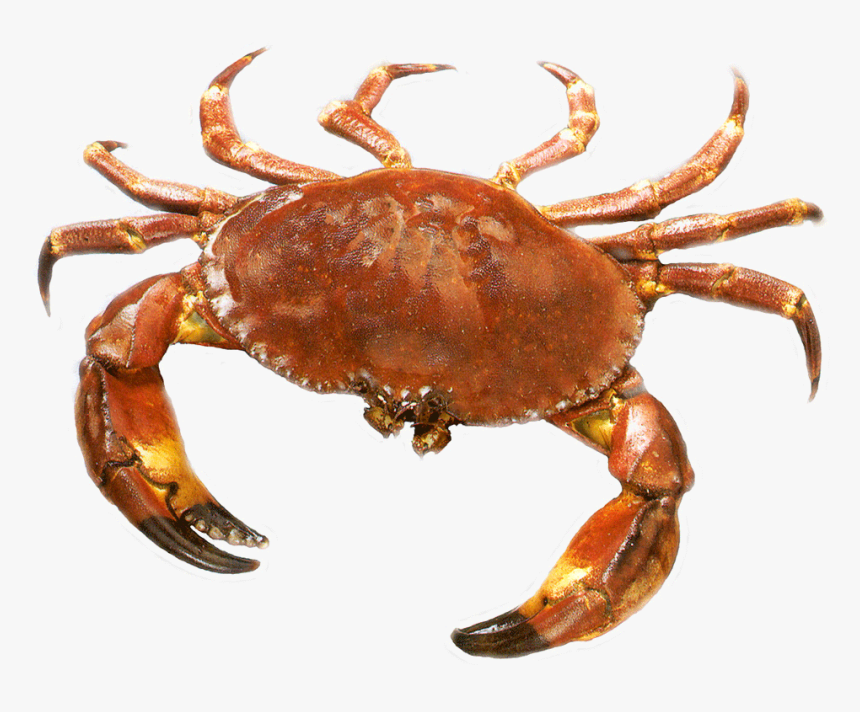 Crab Png Transparent Images - Transparent Crab Png, Png Download, Free Download