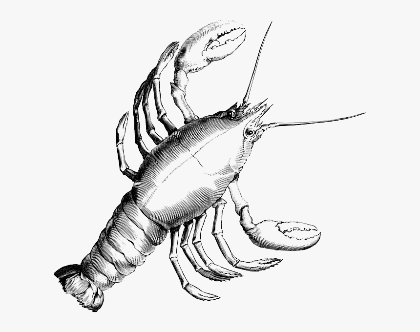 Lobster, Crab, Crustacean, Crayfish, Shrimp, Crawfish - Cancer Constellation, HD Png Download, Free Download