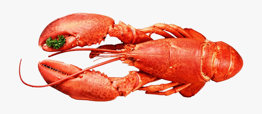 American Food,crab,botan Shrimp,shanghai Food,cuisine,spiny - American Lobster, HD Png Download, Free Download