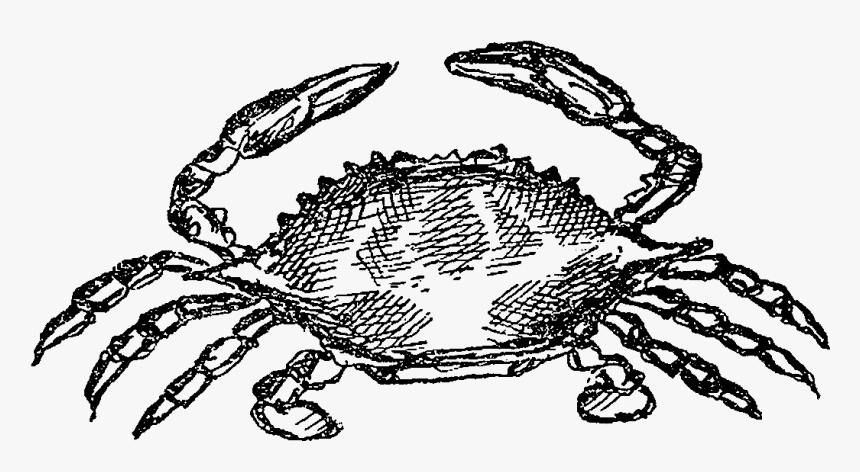 Crab Png Illustration, Transparent Png, Free Download