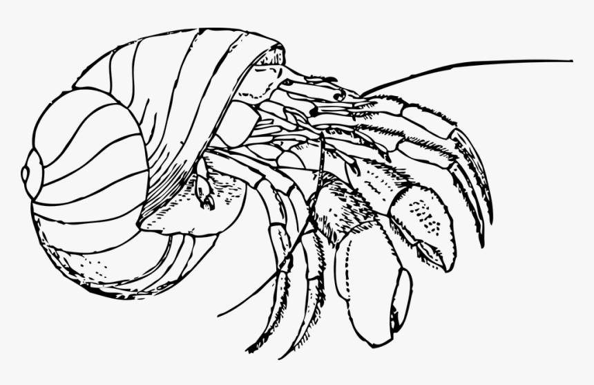 Hermit Crab, Shell, Claws, Pinch, Wild, Wildlife, Pet - Hermit Crab Black And White, HD Png Download, Free Download