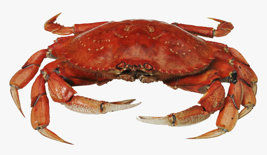 Red Crab Standing Png Image - Crab Png, Transparent Png, Free Download