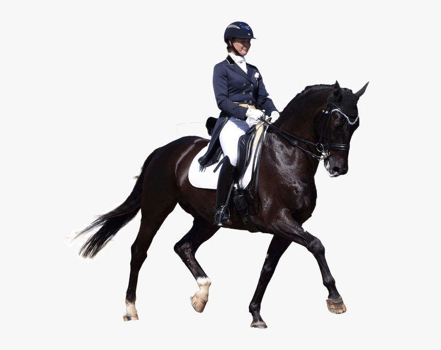 Arabian Horse Equestrian English Riding Dressage Stallion - Dressage Png, Transparent Png, Free Download